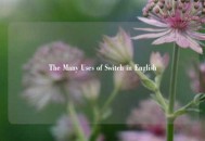 The Many Uses of Switch in English